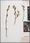 Foto von Salix cinerea L.